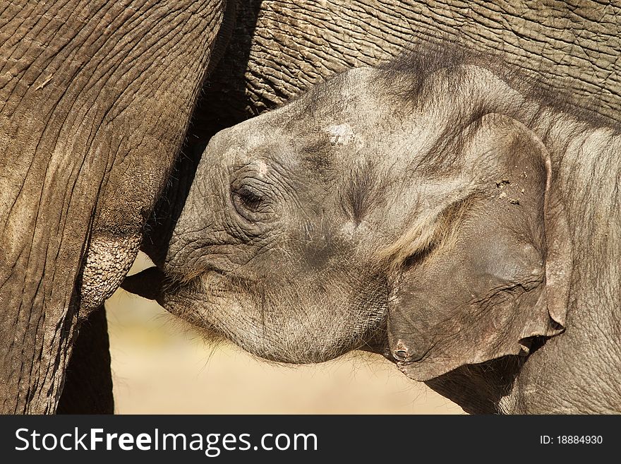 Animals: baby elephant drinking with its mother