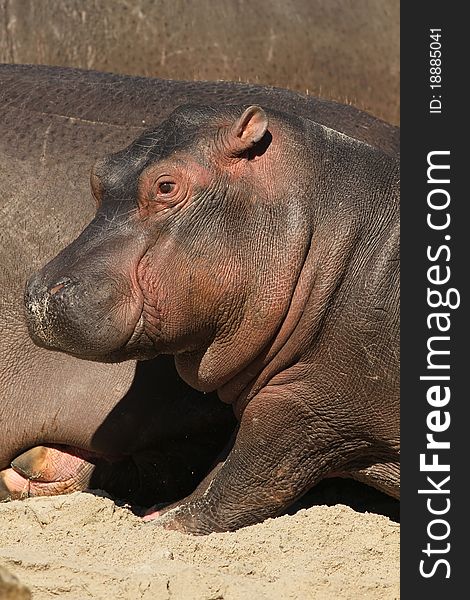 Young Hippo Trying To Stand Up