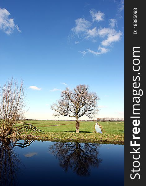 Trees reflected in water in a Dutch farmland landscape