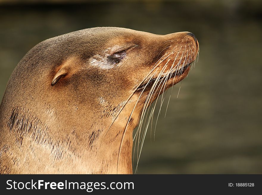 Animals: Sea lion with its eyes closed