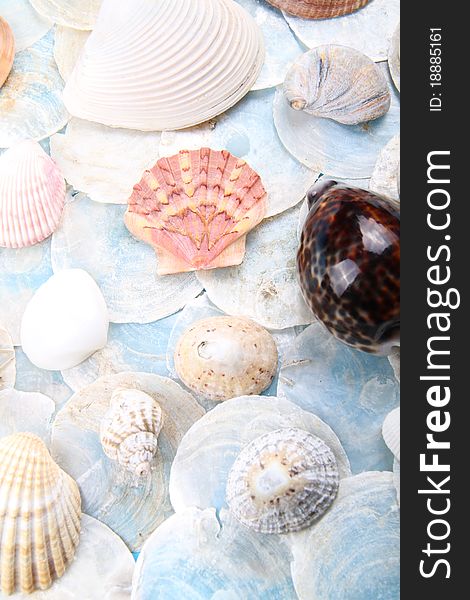 Really bright and blue scene of shells compiled together. Really bright and blue scene of shells compiled together