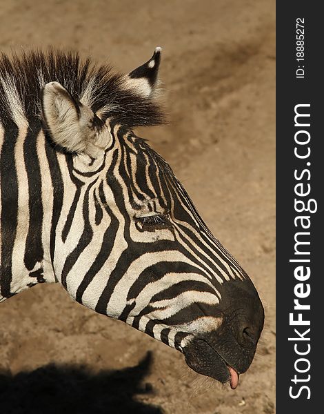 Animals: Zebra sticking out its tongue