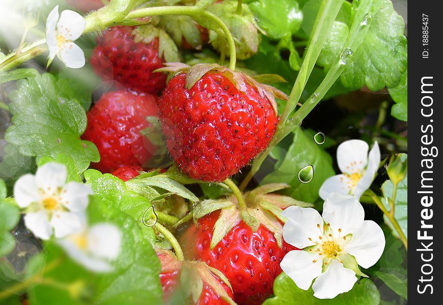 Red strawberries with white flowers on background green sheet