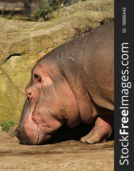 Animals: Hippo with its nose to the ground