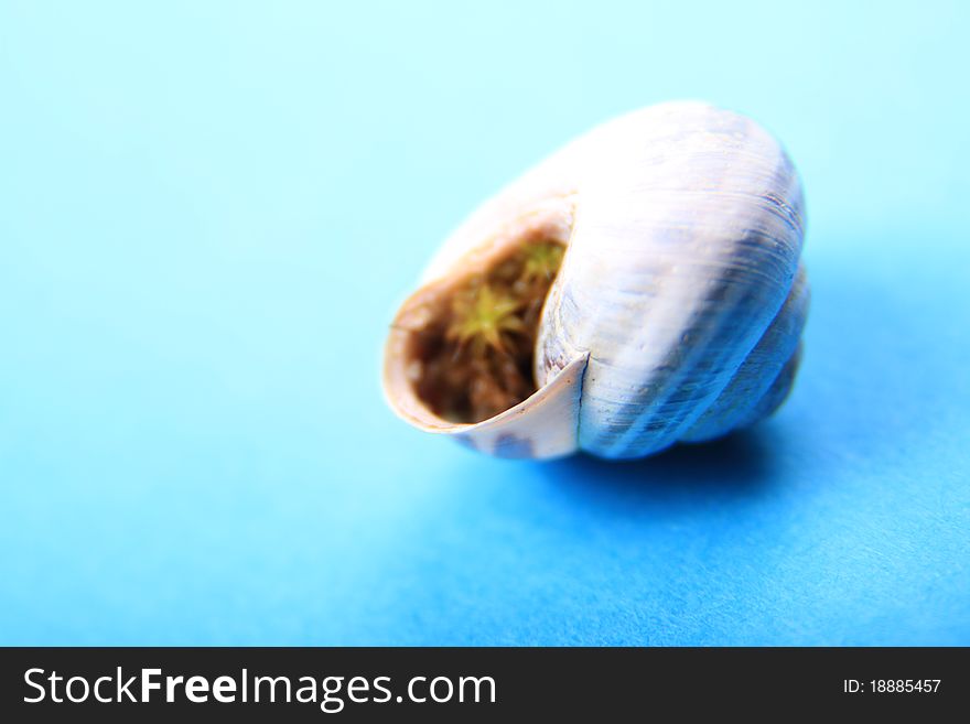 Tiny sea shell