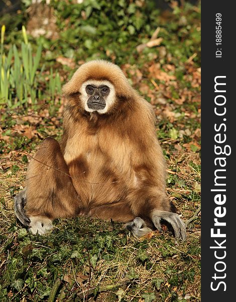 Gibbon Sitting On The Ground