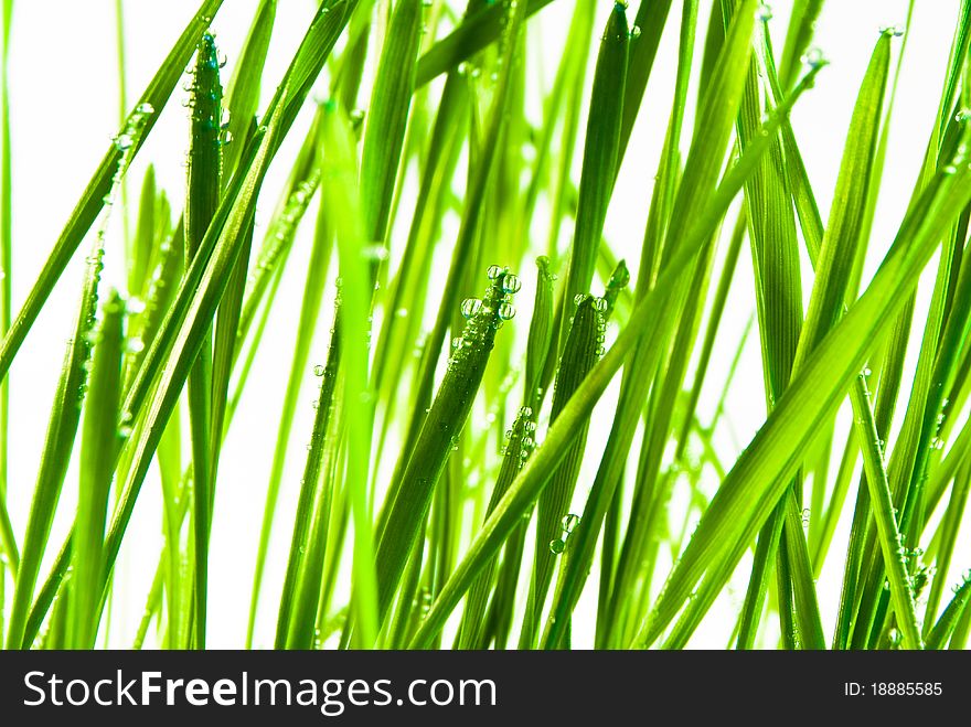 Green grass cereal with drops isolated over white