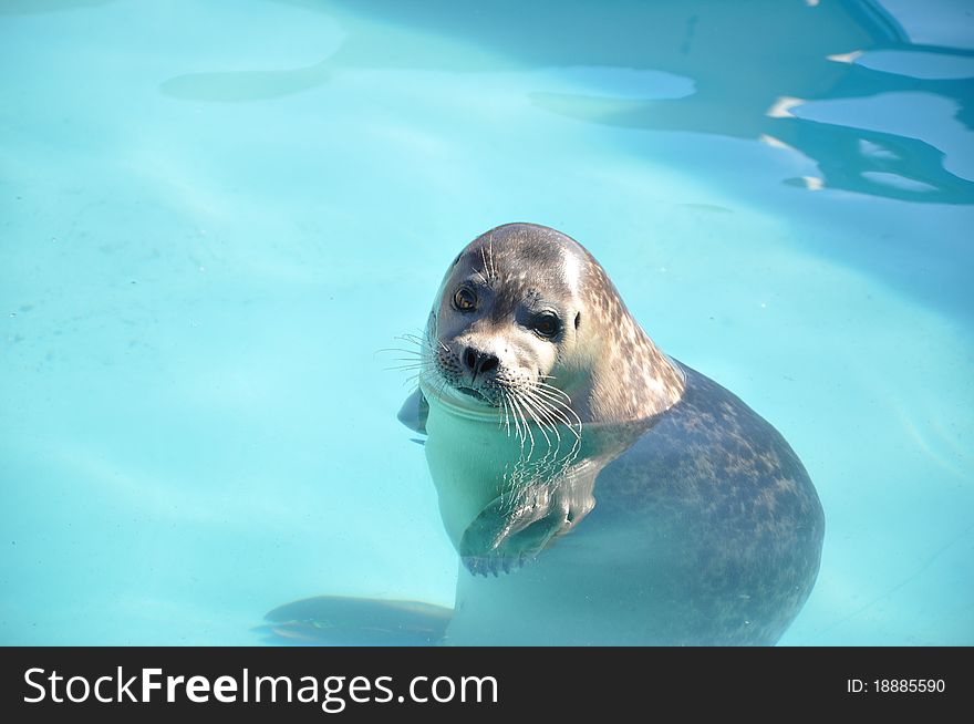 Resting seal after dinner in blue water