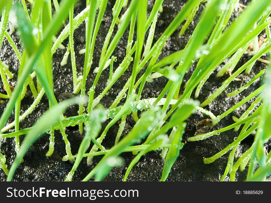 Green grass cereal with drops grow in ground