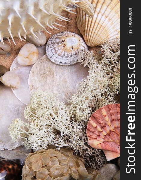 Crowded image of sea shells and fossils on sand. Crowded image of sea shells and fossils on sand