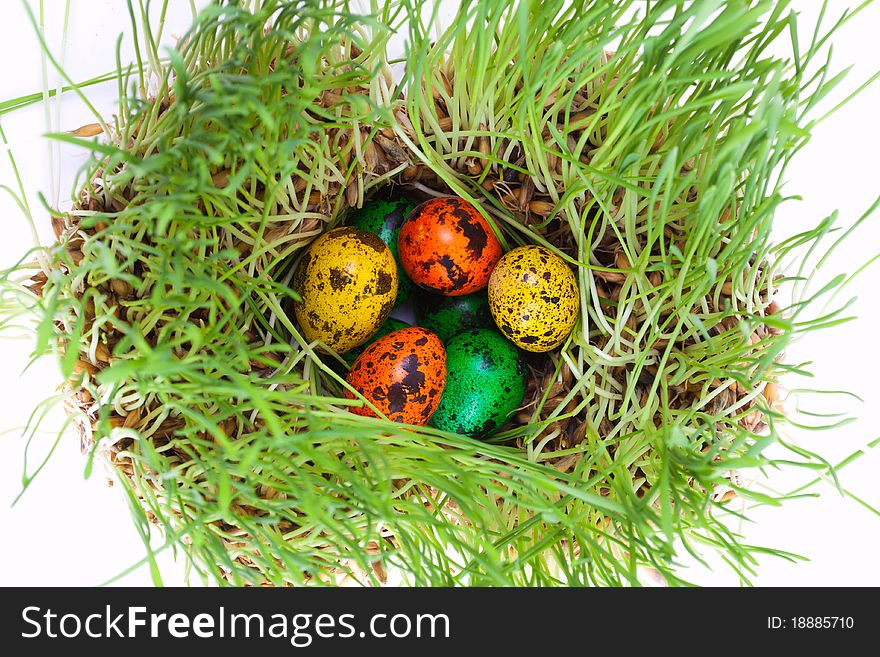 Closeup portrait of Easter colorful eggs on grass