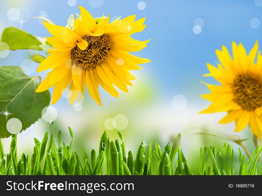 Yellow sunflowers with green leaf on background blue sky with rays sun