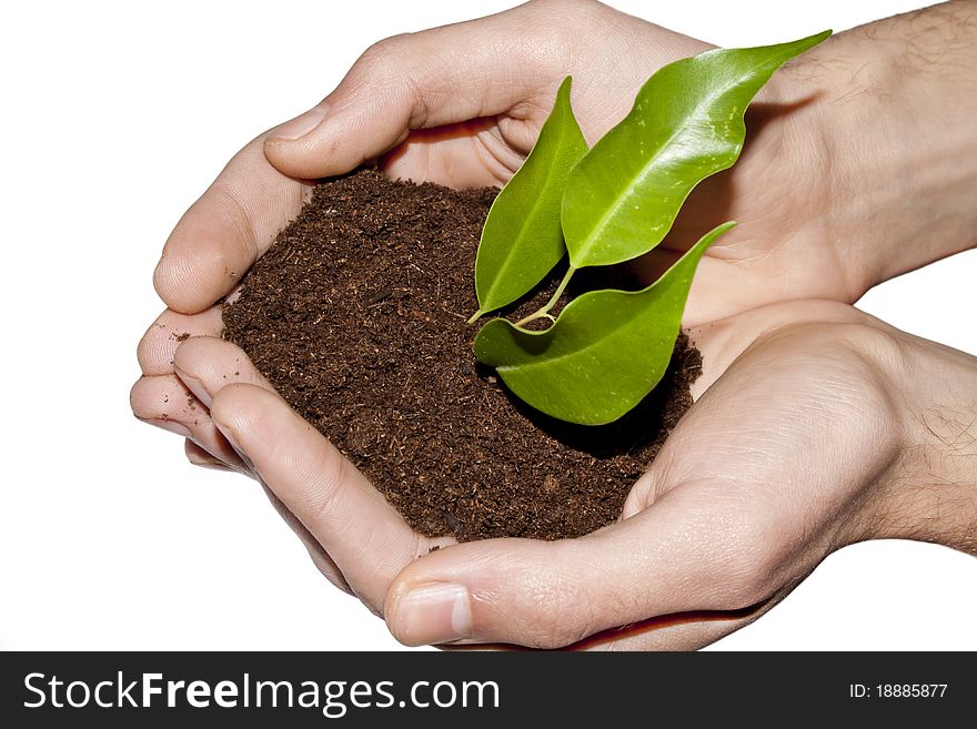 A person holding a small plant in hands