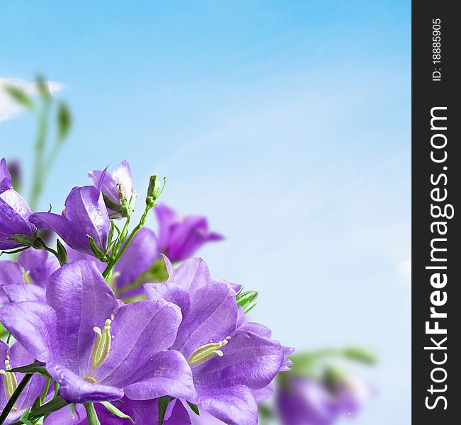 Flowers blue campanula on background sky. Flowers blue campanula on background sky