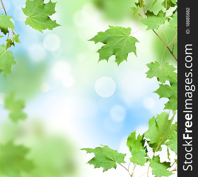 Branch with green leaf maple on background sky