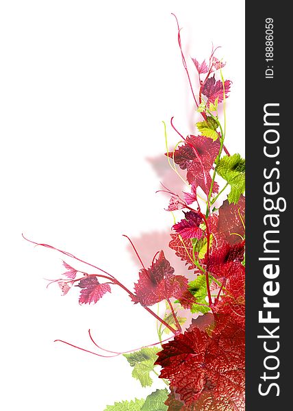 Branch red grape with green leafs isolated over white