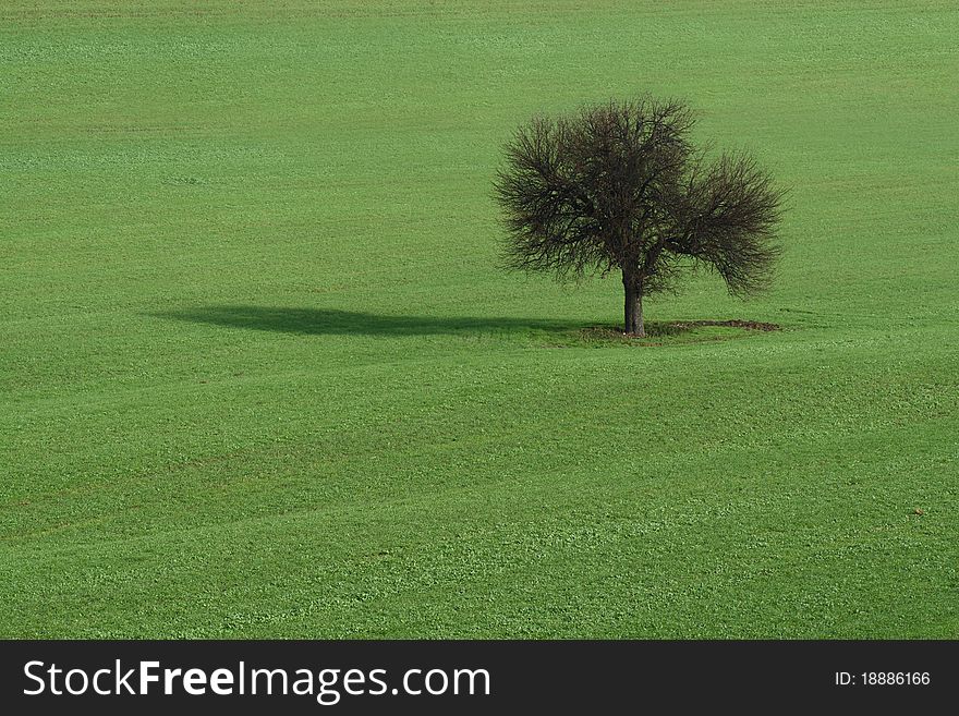 Lone tree on green field