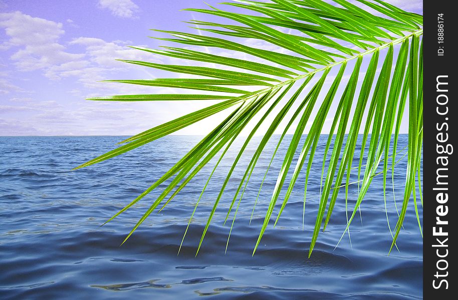 Leaf green palm on background sea and sundown