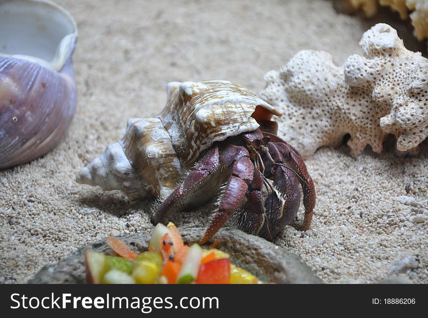 Crab hidden in the shell. Crab hidden in the shell