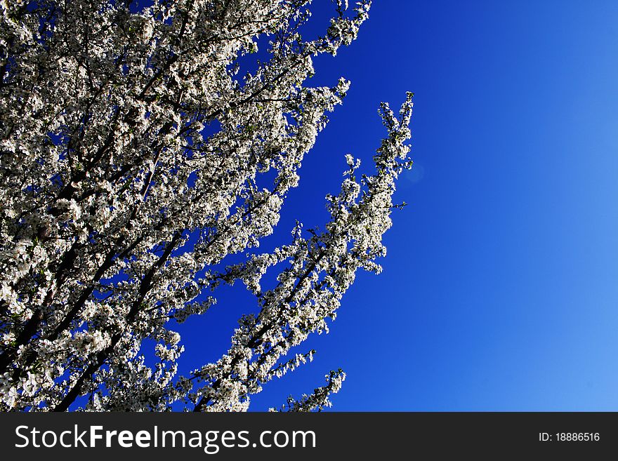 White blooming branch in the blue sky. White blooming branch in the blue sky