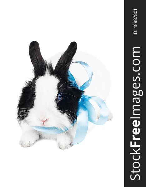 Rabbit with blue ribbon isolated on white