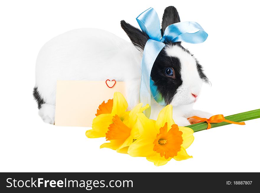 Rabbit with blue ribbon, card and bouquet of yellow narcissus isolated