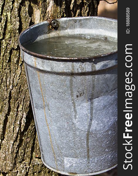 Metal bucket full of fresh sap. Metal bucket full of fresh sap