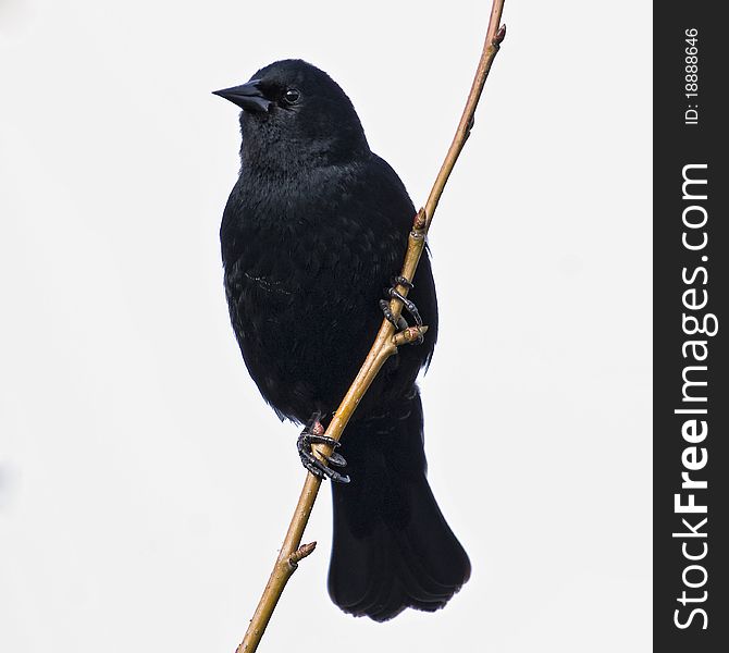 Male Red-Winged Blackbird isolated on a light coloured background.