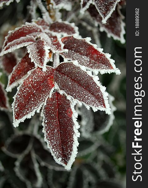 Red leafs covered in ice