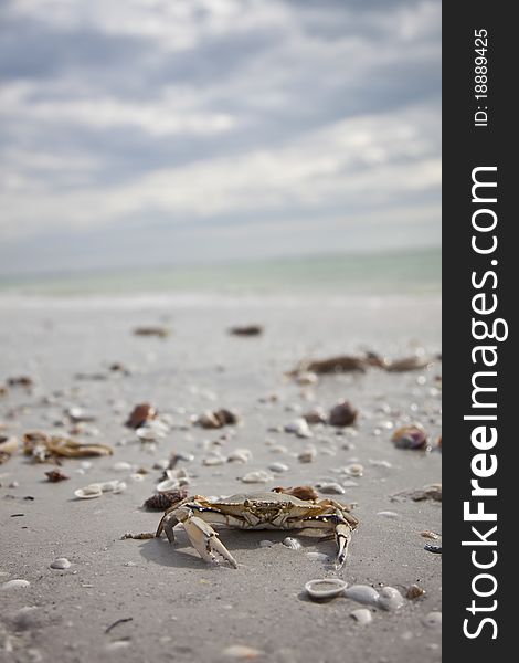 Crab walking on the beach. Crab walking on the beach