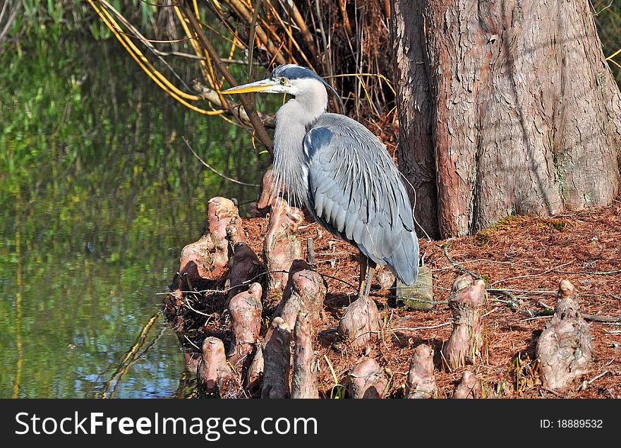Blue heron standing by edge of pond