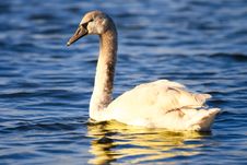 Wild Swan On Sea Waves Stock Image Wild Swan On Sea Waves Stock Image