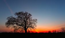 Tree Silhouette At Sunset Stock Photography