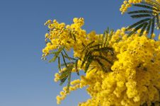 Mimosa In The Sky Stock Image Mimosa In The Sky Stock Image