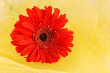 Orange Daisy Royalty Free Stock Photography Orange Daisy Royalty Free Stock Photography