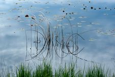 Reed Reflections Stock Images Reed Reflections Stock Images