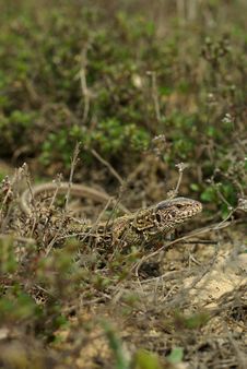 Lizard In The Grass Stock Photo Lizard In The Grass Stock Photo