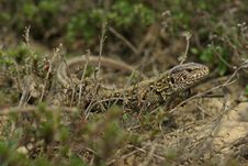 Lizard In The Grass Royalty Free Stock Photo Lizard In The Grass Royalty Free Stock Photo