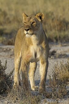 Female Lion Stock Image