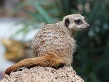 The Beauty Meerkat (Suricata Suricatta) Stock Photography The Beauty Meerkat (Suricata Suricatta) Stock Photography