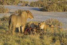 Lions Eating On A Zebra Carcass Royalty Free Stock Photo
