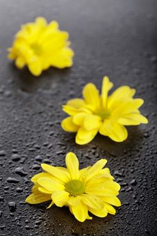 Three Yellow Daisies With Water Drops Stock Photo Three Yellow Daisies With Water Drops Stock Photo