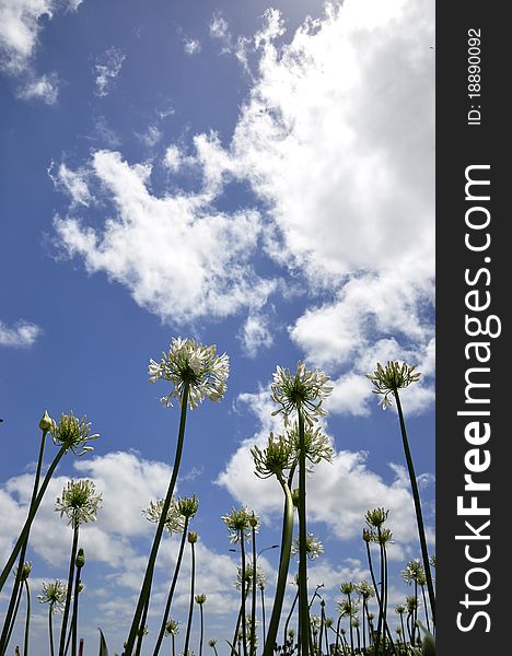 Rare flowers under the blue sky with clouds