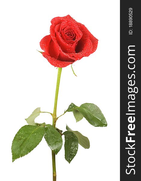 Red rose on white background