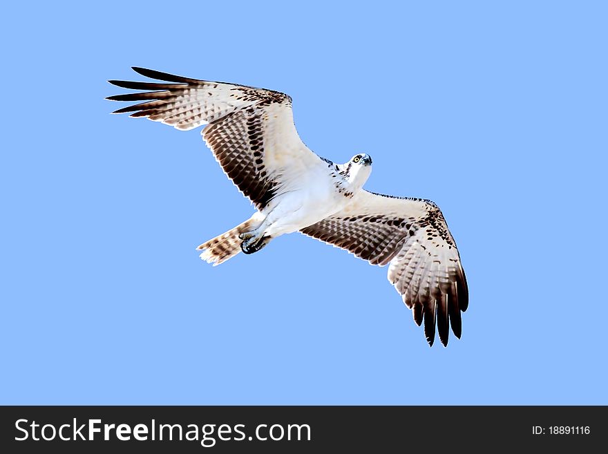 Eagle in flight isolated on blue sky