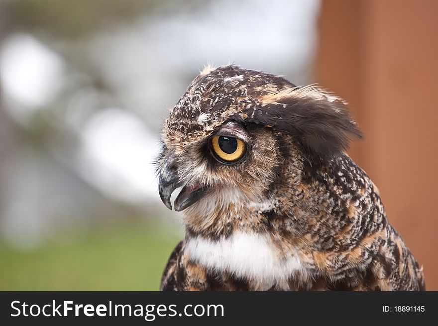 A close-up shot of the head and neck of a Great Horned Owl in profile.