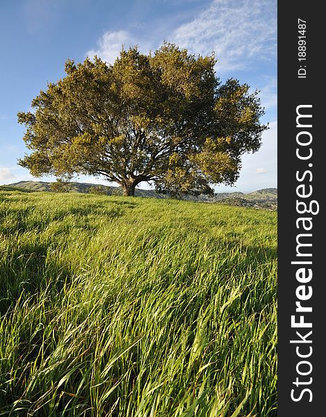 Field With Grass, Hils, Large Tree And Sky