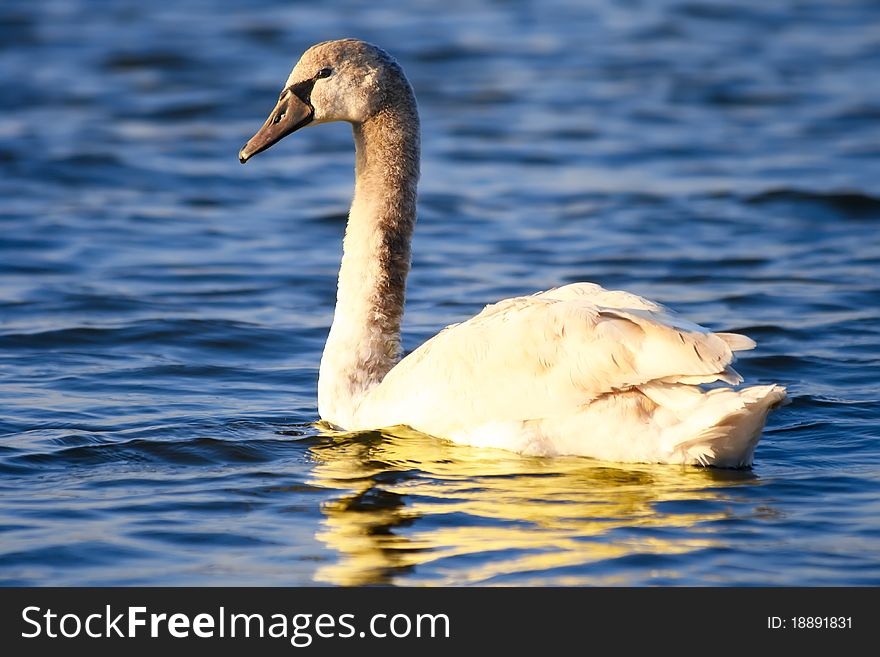 Wild swan on sea waves close up