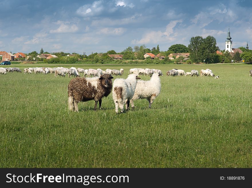 A lot sheep on the beautiful green meadow. A lot sheep on the beautiful green meadow