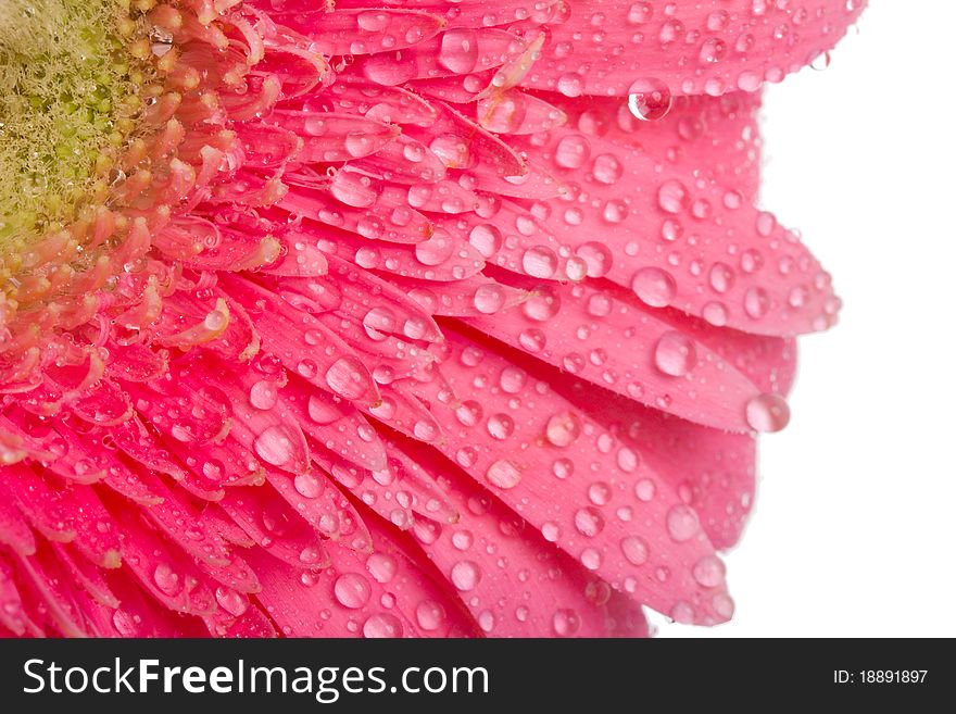 Close-up pink gerbera with drops of water, isolated on white